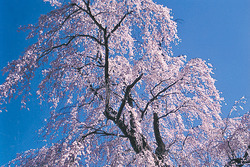 しだれ桜