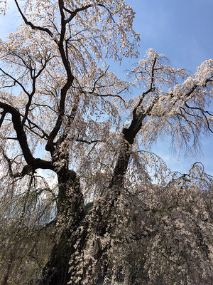 中正寺のしだれ桜