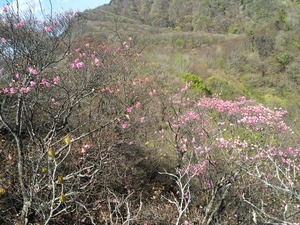 20160430_（三枝）笠丸山山頂付近のヤシオツツジ