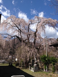 中正寺しだれ桜20170419a