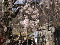 中正寺しだれ桜20170419b