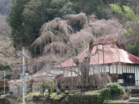 中正寺のしだれ桜20170412