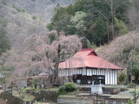 中正寺のしだれ桜20170413a