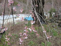 中正寺のしだれ桜20170413c