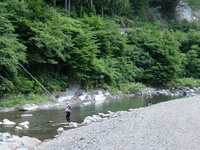 鮎の友釣り解禁2