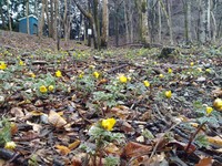 3月20日野栗福寿草群生地の様子