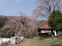 中正寺しだれ桜平成30年4月2日