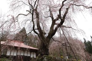 中正寺のしだれ桜１