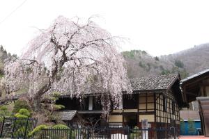 旧黒澤家住宅の桜