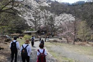 ノルディック桜の映える野栗キャンプ場