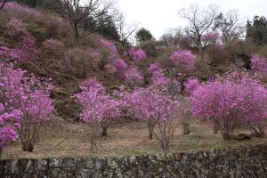 住居附満開のツツジ