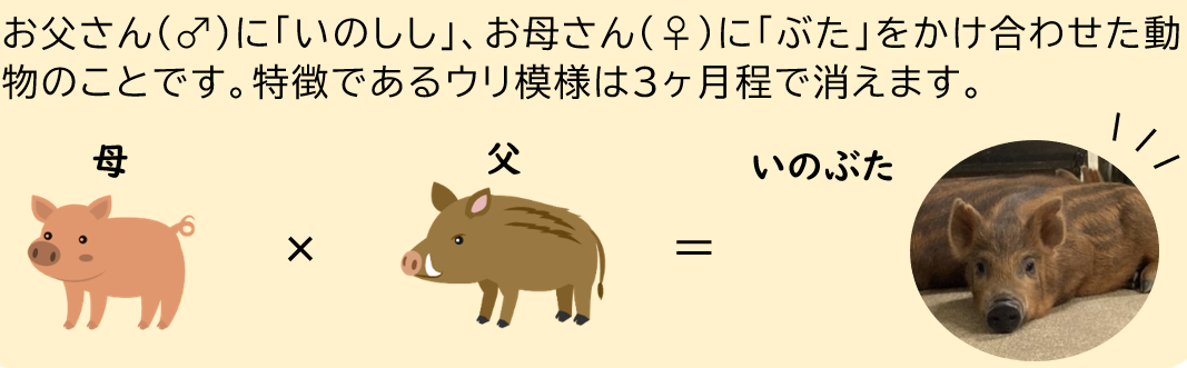 20240529「いのぶた」とは？.png